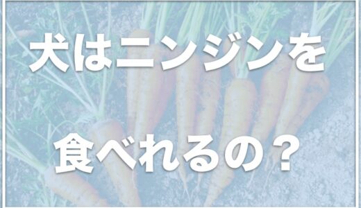 犬はにんじんは生で食べれる？茹でるのが良い？茹で時間や簡単なレシピを紹介！