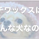 チワックスのデメリットは何？失敗犬で気持ち悪い？抜け毛は多めなのか値段も調査！【性格・寿命まとめ】