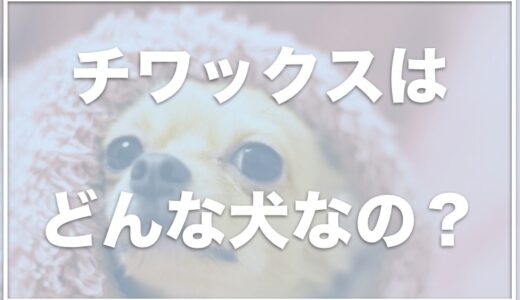 チワックスのデメリットは何？失敗犬で気持ち悪い？抜け毛は多めなのか値段も調査！【性格・寿命まとめ】