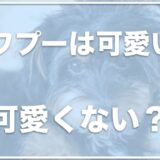 チワプーの成犬は可愛くないって本当！？成長すると大きいのか病気の危険性もチェック！