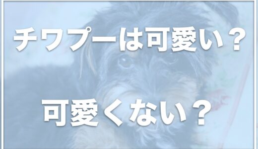 チワプーの成犬は可愛くないって本当！？成長すると大きいのか病気の危険性もチェック！