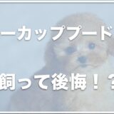 ティーカッププードルを飼って後悔？理由はかわいそうだから？寿命や値段・体重推移まとめ【シルバーが一番人気】