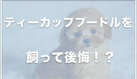 ティーカッププードルを飼って後悔？理由はかわいそうだから？寿命や値段・体重推移まとめ【シルバーが一番人気】