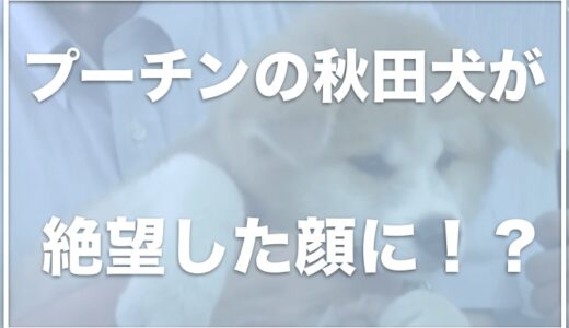 プーチンの秋田犬ゆめが絶望した顔でかわいそう！？いらないと言われた？