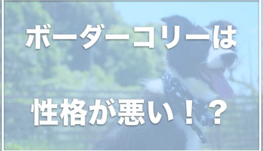 ボーダーコリーが凶暴化！？性格悪いしかわいくない！？おしりの毛のカット方法も調査！