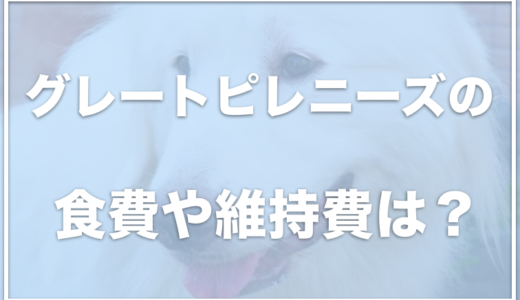 グレートピレニーズの食費は？室内飼いは大変？子犬の値段も調査！