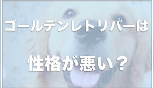 ゴールデンレトリバーが凶暴化する理由は？手に負えないって本当？食費や飼うのにかかるお金もチェック