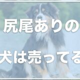 オーストラリアンシェパードの尻尾ありは売ってる？飼いたいならブリーダーがおすすめ？