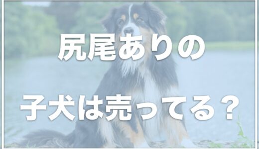 オーストラリアンシェパードの尻尾ありは売ってる？飼いたいならブリーダーがおすすめ？