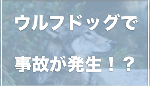 ウルフドッグ(狼犬)のブリーダーの死亡事故がひどい！？大きさや値段・飼ってる人をチェック！