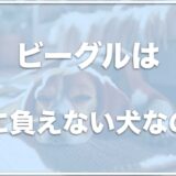 ビーグルは手に負えない！？しつけが難しい犬種？飼いやすさはあまりないのかも調査！