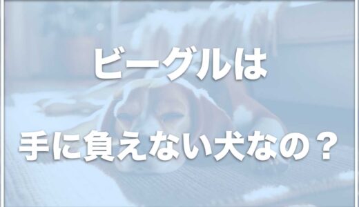 ビーグルは手に負えない！？しつけが難しい犬種？飼いやすさはあまりないのかも調査！