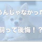 チワワを飼うんじゃなかったと飼って後悔？やってはいけないことは何？落ち着く年齢や時期も調査！