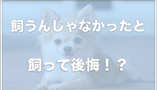 チワワを飼うんじゃなかったと飼って後悔？やってはいけないことは何？落ち着く年齢や時期も調査！