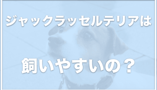 ジャックラッセルテリアを飼って後悔？飼ってはいけない手に負えない犬？性格はよく吠えるのか調査！