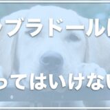 ラブラドールレトリバーを飼ってはいけないのはなぜ？後悔する人も？手に負えないのか調査！