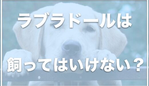 ラブラドールレトリバーを飼ってはいけないのはなぜ？後悔する人も？手に負えないのか調査！