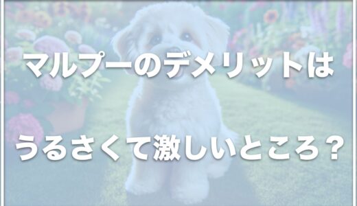 マルプーのデメリットは激しい性格？うるさいし落ち着きがない？体重推移や成犬は可愛くない・可愛いのかどうかも調査！