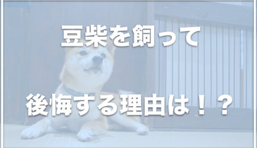 豆柴を飼って後悔！？デメリットは何？飼うのが大変なのか大きくなる確率も調査！