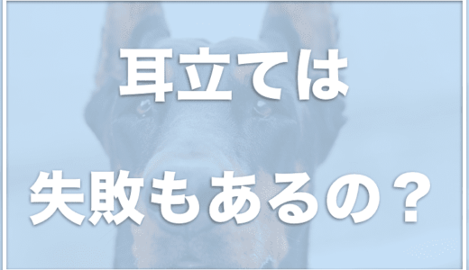 ドーベルマンを飼わないでと言われる理由は危険性が高いし飼うのが大変だから？耳立ての失敗や垂れ耳がかわいいかどうかも調査！