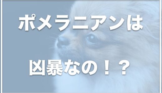 ポメラニアンを飼う人の特徴は？落ち着く年齢はいつ？気持ち悪いと言われる理由を調査！