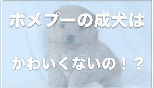 ポメプーの成犬は可愛くない？抜け毛が多い？値段やデメリット・体重についても調査！