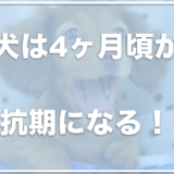 子犬は4ヶ月から反抗期になって噛む！？ご飯を食べない・トイレ失敗の対処法を調査！