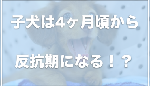 子犬は4ヶ月から反抗期になって噛む！？ご飯を食べない・トイレ失敗の対処法を調査！