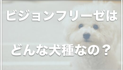 ビションフリーゼは臭いがある？欠点は何？わがままで大変なのかも調査！