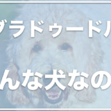 ラブラドゥードルの輸入値段は？異常を持っていることも？成犬の大きさもチェック！