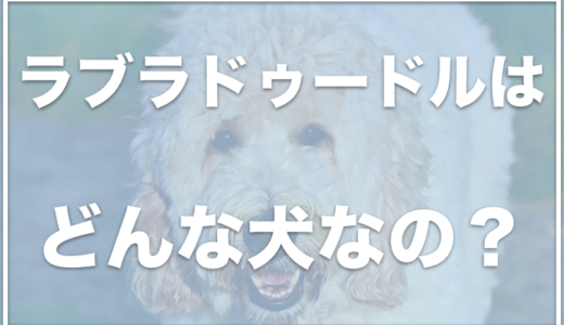 ラブラドゥードルの輸入値段は？異常を持っていることも？成犬の大きさもチェック！