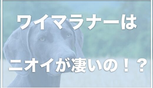 ワイマラナーは飼いにくい？臭いがキツイって本当？大きさはどれくらいか・抜け毛が多いかも調査！