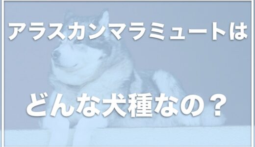 アラスカンマラミュートはどこで売ってる？販売しているブリーダーは日本にいるの？