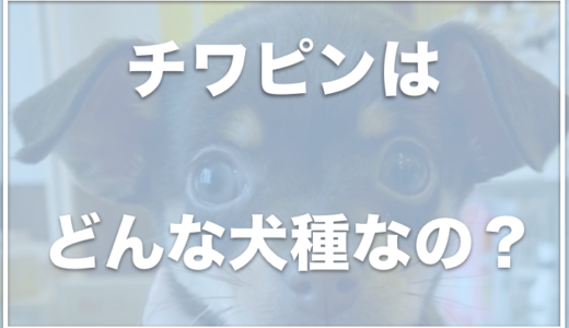 チワピンの寿命は長い？成犬は可愛い？値段や大きさ・体重も調査！