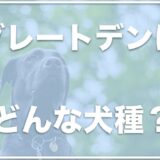 グレートデンを飼ってる芸能人は？ブリーダー崩壊も！？事故や事件も調査！