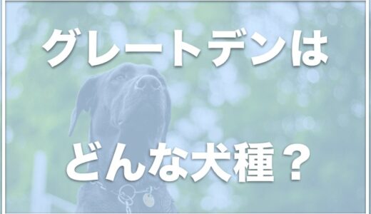 グレートデンを飼ってる芸能人は？ブリーダー崩壊も！？事故や事件も調査！