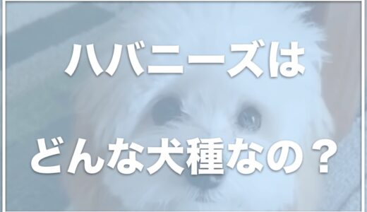 ハバニーズの成犬の抜け毛は多い？子犬の販売値段や寿命も調査！