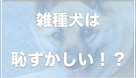 雑種犬は恥ずかしい！？差別されることもある？室内飼いしている人が多いのか調査！