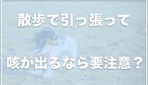 犬が散歩で引っ張る癖があって苦しそう！治らない・咳や呼吸がおかしくなる場合は要注意！？