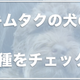 キムタクの犬の値段・犬種は？アム(アムール)の犬種は何かチェック！