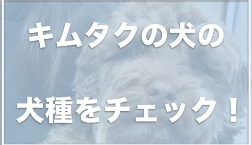 キムタクの犬の値段・犬種は？アム(アムール)の犬種は何かチェック！