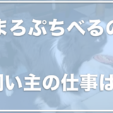 まろぷちべるの飼い主の顔や仕事は？まろ(ボーダーコリー)が可愛い！