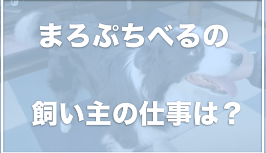 まろぷちべるの飼い主の顔や仕事は？まろ(ボーダーコリー)が可愛い！