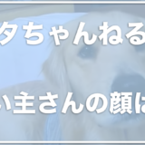 ペタちゃんねるのペタの飼い主の顔や仕事は？ペタは前足を怪我しているの？