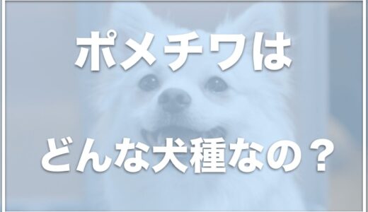 ポメチワの成犬は可愛くないし大きい？うるさいって本当？臭いや寿命が何年かについても調査！