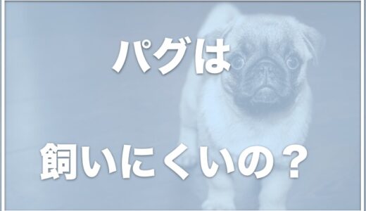 パグを飼ってはいけないと言われる理由は？飼う人の特徴はお金持ち？飼いやすさや寿命も調査！