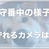 ペットの留守番中をカメラで見守りたい！口コミが良いペットカメラをチェック！