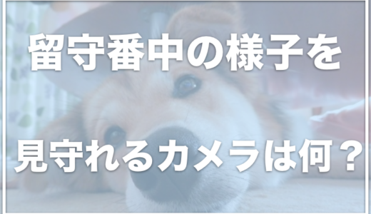 ペットの留守番中をカメラで見守りたい！口コミが良いペットカメラをチェック！