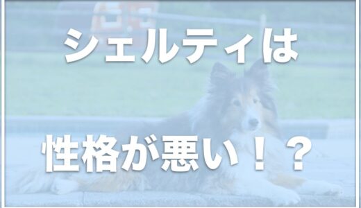 シェルティは性格悪いし飼いにくい！？体重推移や室内で放し飼いしているかどうかも調査！