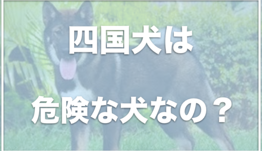 四国犬は危険で凶暴！？柴犬との違いは何？入手方法や寿命もチェック！